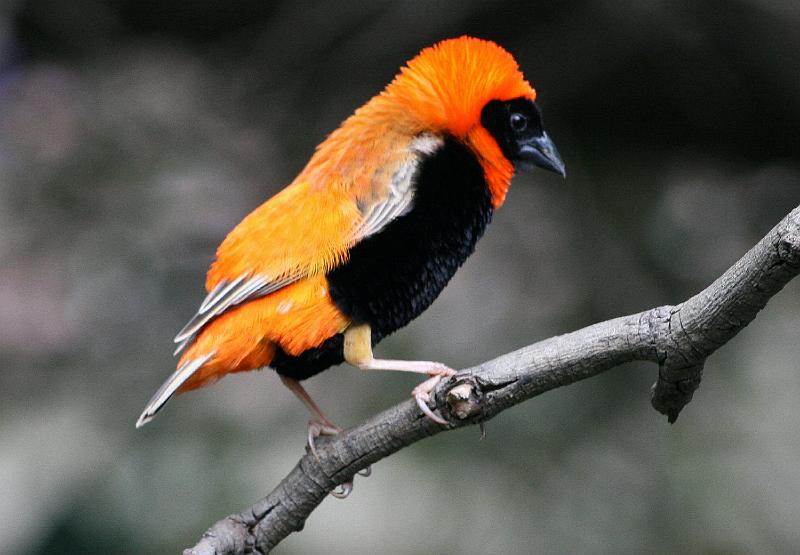 Rooivink sit op tak5.jpg - Broei in rietstande, soms in oeslande, 'n algemene en wydverspreide standvoël.